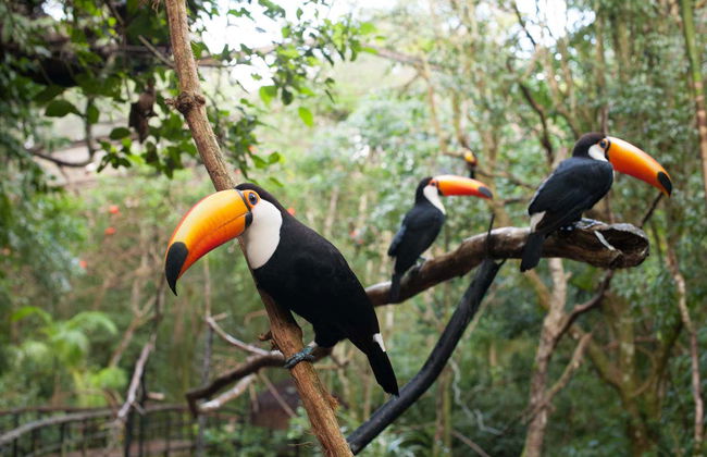 Ingresso do Parque das Aves - Foto 8